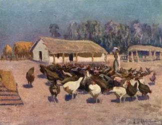 Letni dzień na farmie kurczaków